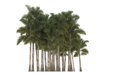 Tropical forest isolated on white background. 3d rendering - illustration