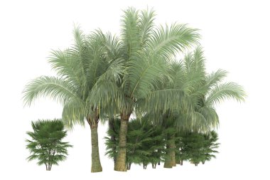 Tropical forest isolated on white background. 3d rendering - illustration