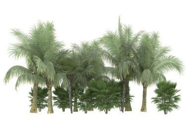 Tropical forest isolated on white background. 3d rendering - illustration
