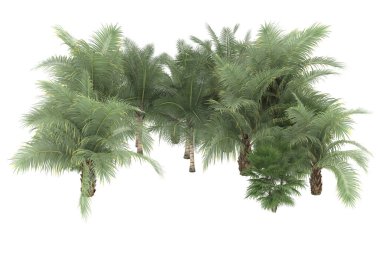Tropical forest isolated on white background. 3d rendering - illustration