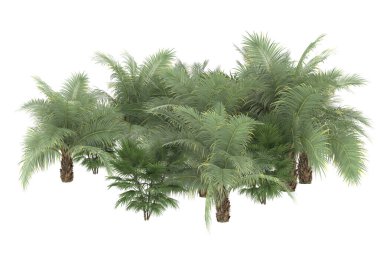 Tropical forest isolated on white background. 3d rendering - illustration