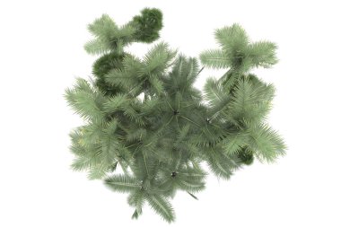 Tropical forest isolated on white background. 3d rendering - illustration