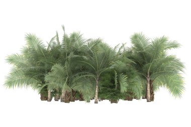 Tropical forest isolated on white background. 3d rendering - illustration