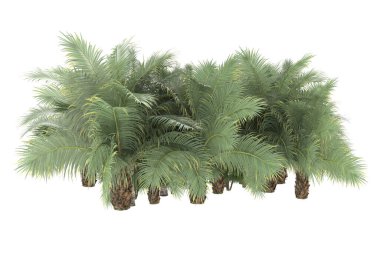 Tropical forest isolated on white background. 3d rendering - illustration