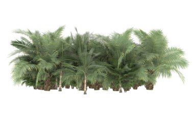 Tropical forest isolated on white background. 3d rendering - illustration