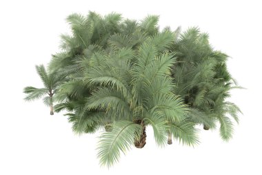 Tropical forest isolated on white background. 3d rendering - illustration