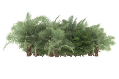 Tropical forest isolated on white background. 3d rendering - illustration