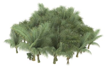 Tropical forest isolated on white background. 3d rendering - illustration