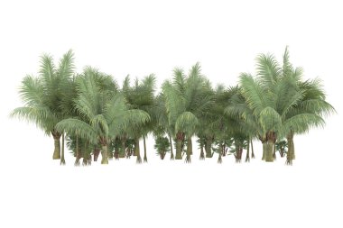 Tropical forest isolated on white background. 3d rendering - illustration