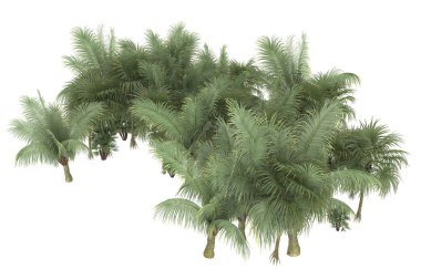 Tropical forest isolated on white background. 3d rendering - illustration