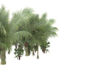 Tropical forest isolated on white background. 3d rendering - illustration