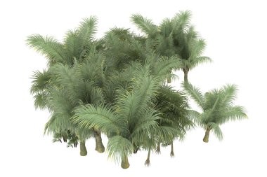 Tropical forest isolated on white background. 3d rendering - illustration