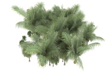 Tropical forest isolated on white background. 3d rendering - illustration