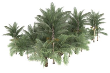 Tropical forest isolated on white background. 3d rendering - illustration