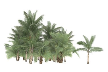 Tropical forest isolated on white background. 3d rendering - illustration