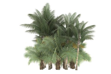 Tropical forest isolated on white background. 3d rendering - illustration