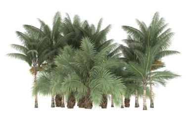 Tropical forest isolated on white background. 3d rendering - illustration