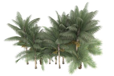 Tropical forest isolated on white background. 3d rendering - illustration