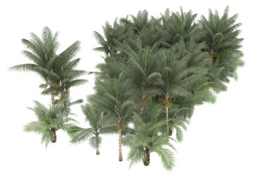 Tropical forest isolated on white background. 3d rendering - illustration