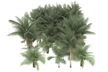 Tropical forest isolated on white background. 3d rendering - illustration