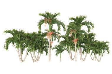 Tropical forest isolated on white background. 3d rendering - illustration