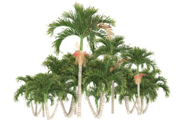 Tropical forest isolated on white background. 3d rendering - illustration