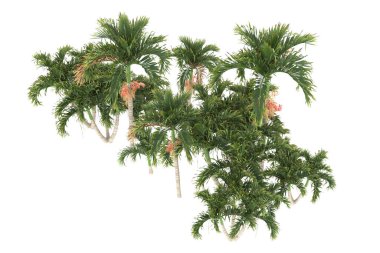 Tropical forest isolated on white background. 3d rendering - illustration