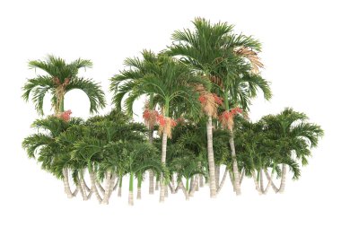Tropical forest isolated on white background. 3d rendering - illustration