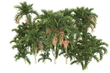 Tropical forest isolated on white background. 3d rendering - illustration