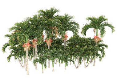 Tropical forest isolated on white background. 3d rendering - illustration