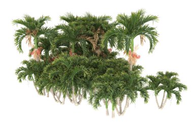 Tropical forest isolated on white background. 3d rendering - illustration