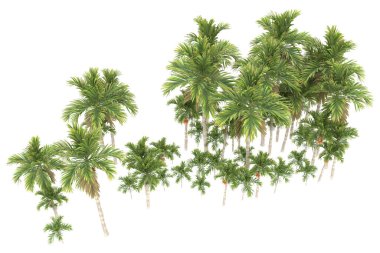 Tropical forest isolated on white background. 3d rendering - illustration