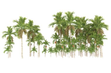 Tropical forest isolated on white background. 3d rendering - illustration