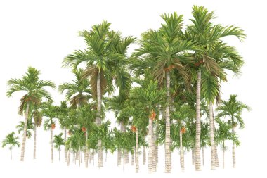 Tropical forest isolated on white background. 3d rendering - illustration