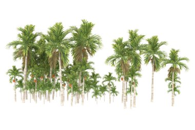 Tropical forest isolated on white background. 3d rendering - illustration