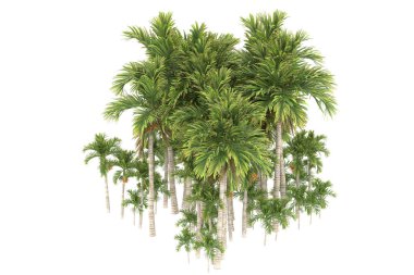 Tropical forest isolated on white background. 3d rendering - illustration