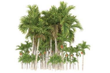 Tropical forest isolated on white background. 3d rendering - illustration