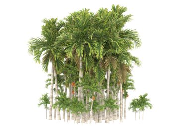 Tropical forest isolated on white background. 3d rendering - illustration