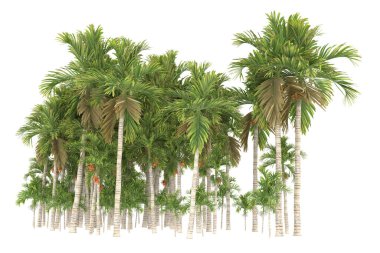 Tropical forest isolated on white background. 3d rendering - illustration