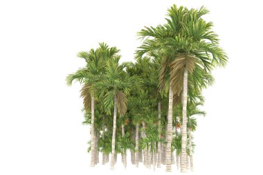 Tropical forest isolated on white background. 3d rendering - illustration