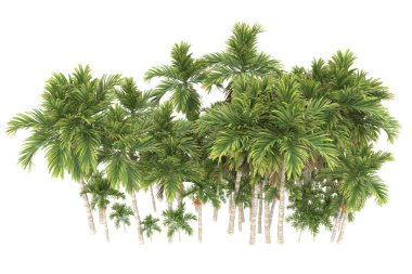 Tropical forest isolated on white background. 3d rendering - illustration