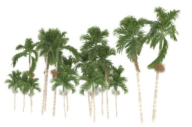 Tropical forest isolated on white background. 3d rendering - illustration
