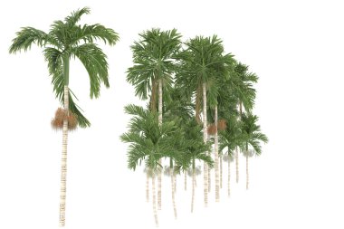 Tropical forest isolated on white background. 3d rendering - illustration