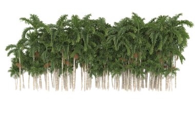 Tropical forest isolated on white background. 3d rendering - illustration