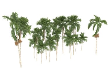 Tropical forest isolated on white background. 3d rendering - illustration