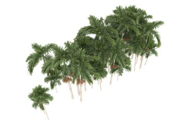 Tropical forest isolated on white background. 3d rendering - illustration