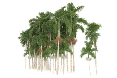 Tropical forest isolated on white background. 3d rendering - illustration