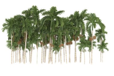 Tropical forest isolated on white background. 3d rendering - illustration