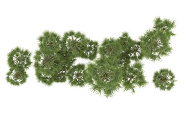 Tropical forest isolated on white background. 3d rendering - illustration