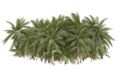 Tropical forest isolated on white background. 3d rendering - illustration